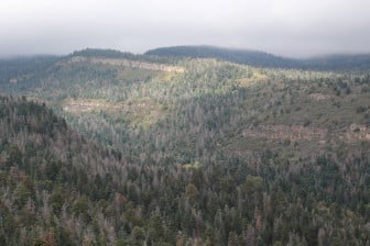 Dead conifers in the Sandias, within Cibola National Forest, are easily spotted.