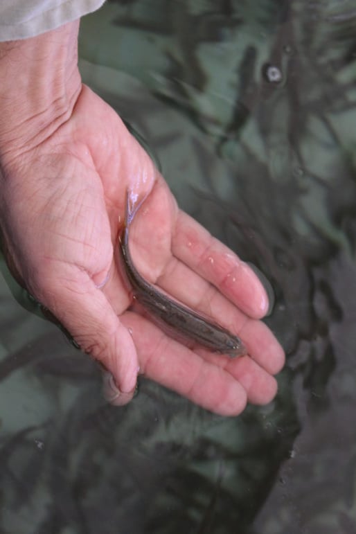 Silvery minnow at the Southwestern Native Aquatic Resources & Recovery Center in Dexter, NM.