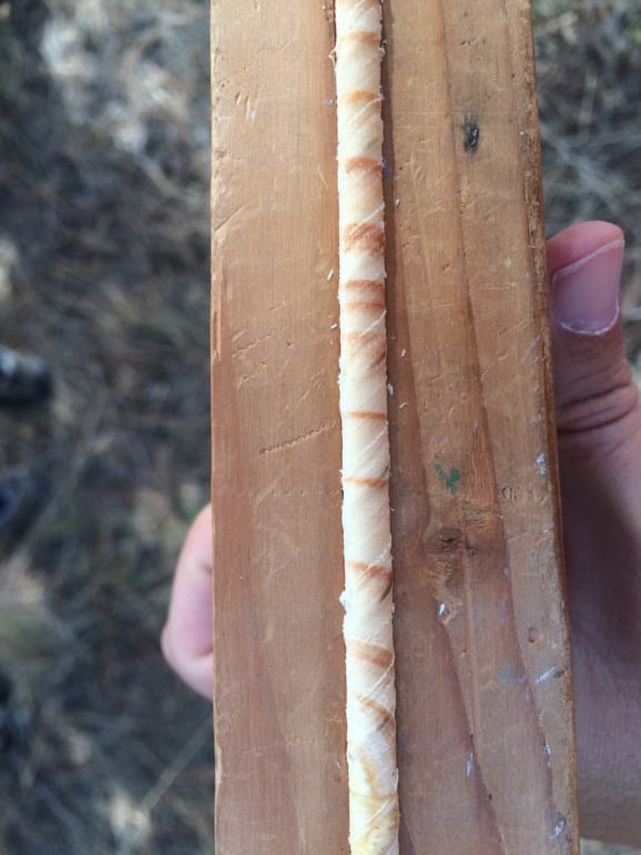 An increment core from a ponderosa pine.